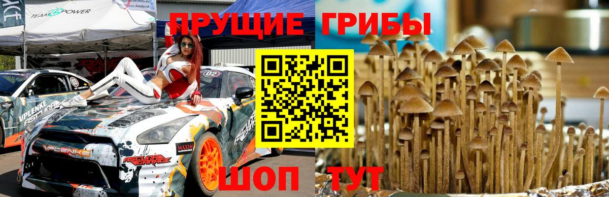 Псилоцибиновые грибы MAGIC MUSHROOMS  купить наркотики цена  Славянск-на-Кубани 